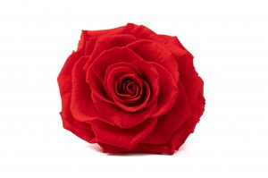 PHOCEALYS │Têtes de roses stabilisées  XXL - Boite de 2│vente aux pros│Grossiste