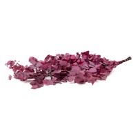 Eucalyptus stuartiana stabilisé │vente aux pros│Grossiste