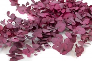 Eucalyptus stuartiana stabilisé │vente aux pros│Grossiste