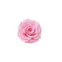 PHOCEALYS │Têtes de roses stabilisées  │vente aux pros│Grossiste