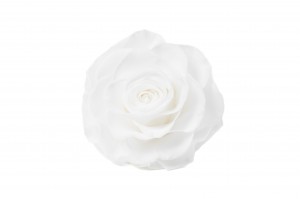 PHOCEALYS │Têtes de roses stabilisées  │vente aux pros│Grossiste