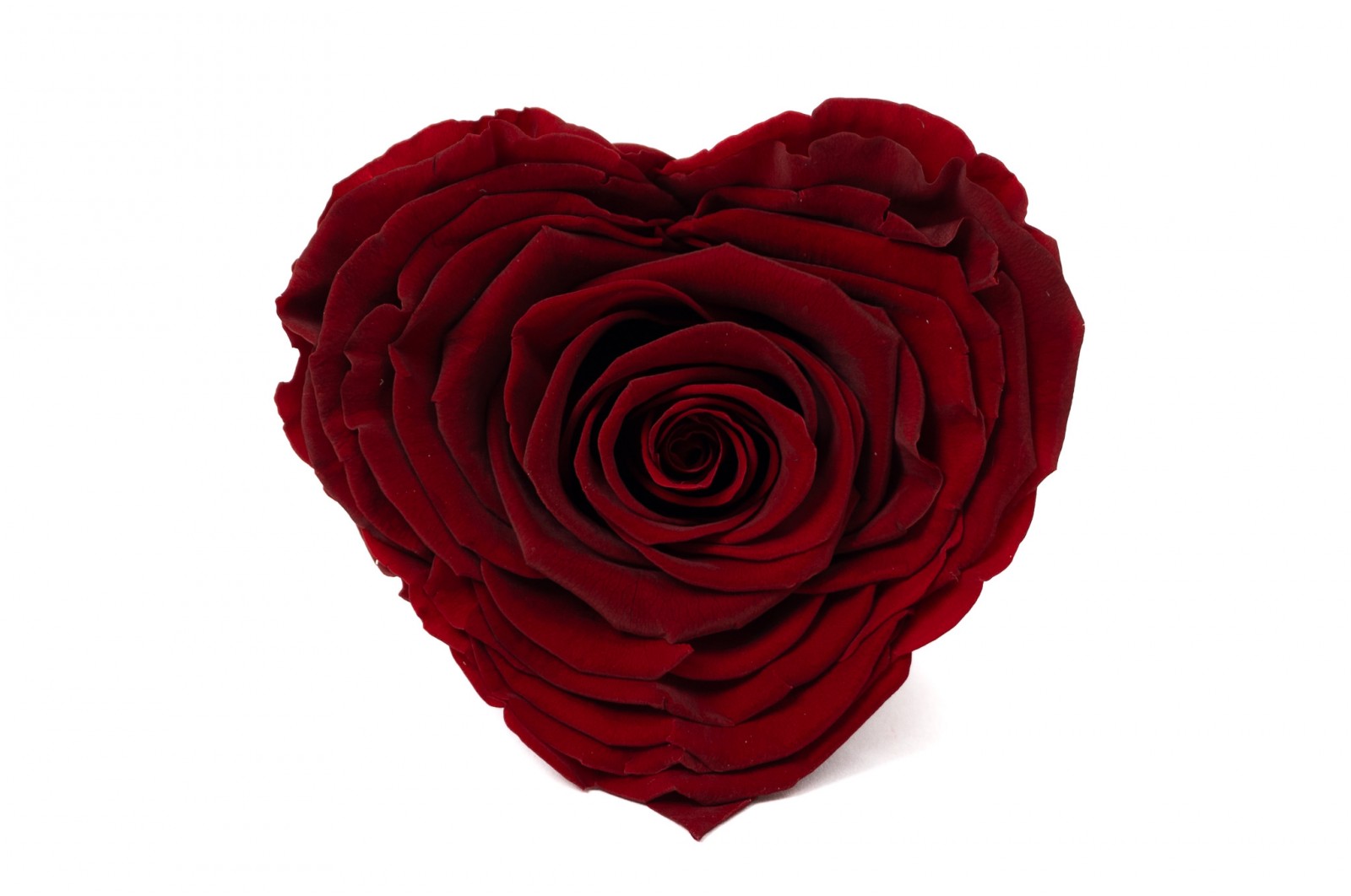 PHOCEALYS │Têtes de roses stabilisées  │vente aux pros│Grossiste