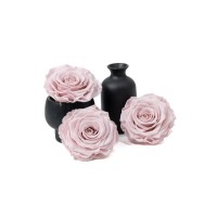 PHOCEALYS │Têtes de roses stabilisées  │vente aux pros│Grossiste