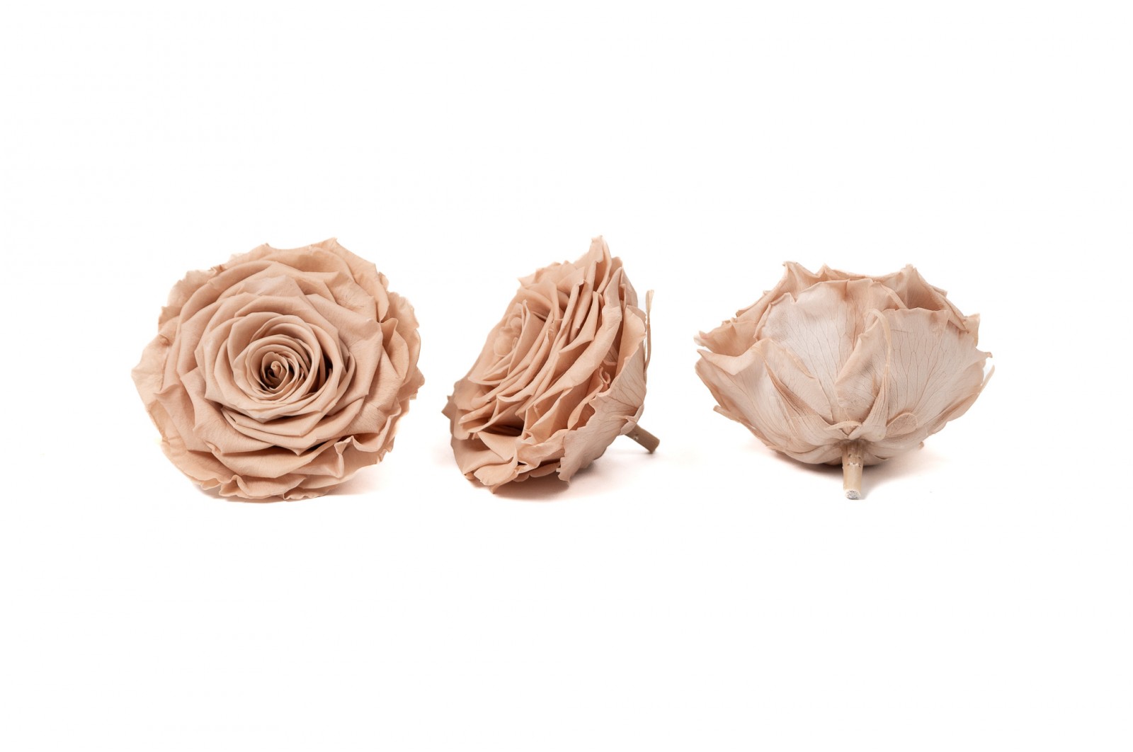 PHOCEALYS │Têtes de roses stabilisées  │vente aux pros│Grossiste