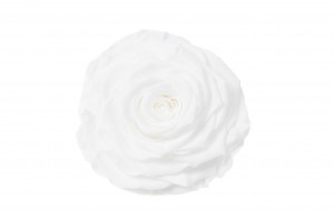 PHOCEALYS │Têtes de roses stabilisées  │vente aux pros│Grossiste