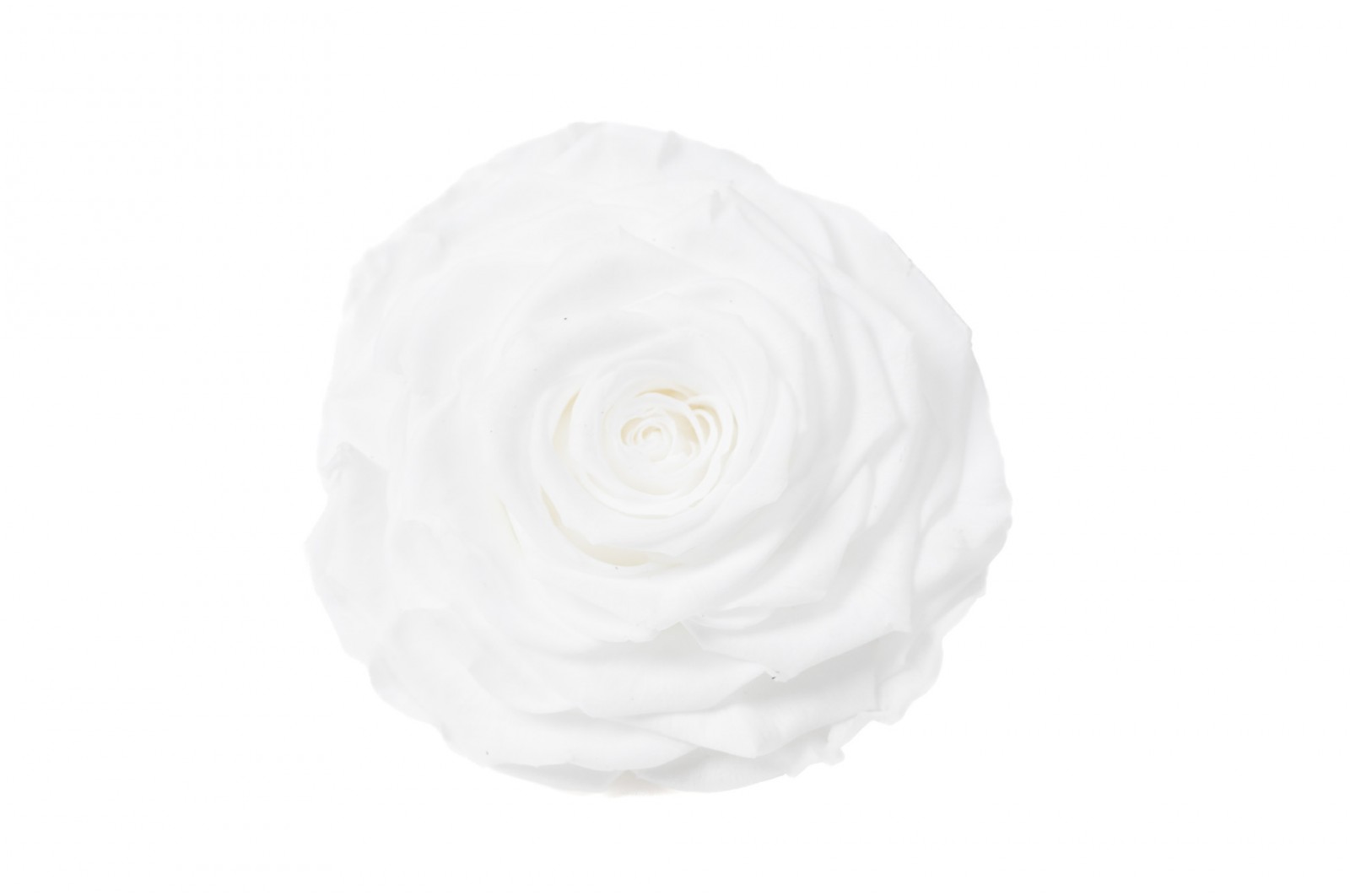 PHOCEALYS │Têtes de roses stabilisées  │vente aux pros│Grossiste