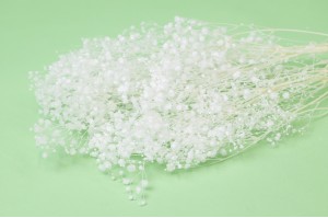 PHOCEALYS │Gypsophile stabilisé│vente aux pros│Grossiste