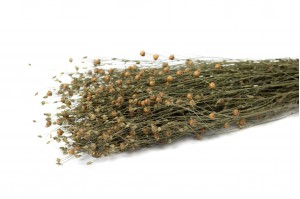 PHOCEALYS │Lin sec│vente aux pros│Grossiste en fleurs séchées
