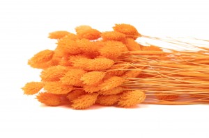 Phalaris sec│vente aux pros│Grossiste en fleurs séchées