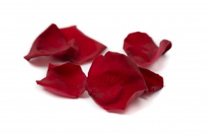 PHOCEALYS│Pétales de rose stabilisées│vente aux pros│Grossiste