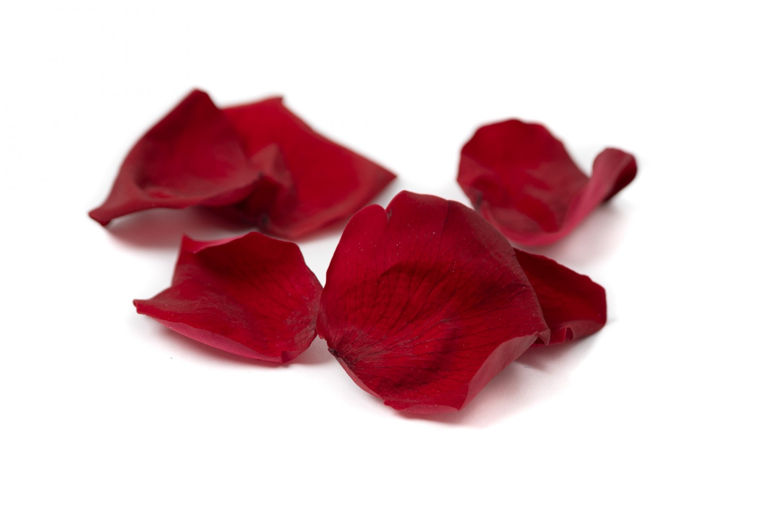 PHOCEALYS│Pétales de rose stabilisées│vente aux pros│Grossiste