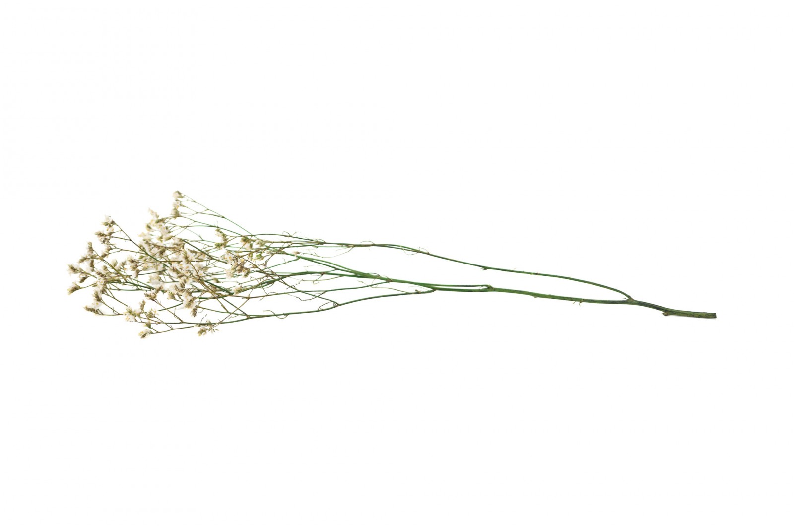 Limonium stabilisé│vente aux pros│Grossiste en végétaux stabilisées