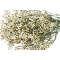 Limonium stabilisé│vente aux pros│Grossiste en végétaux stabilisées