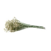 Limonium stabilisé│vente aux pros│Grossiste en végétaux stabilisées