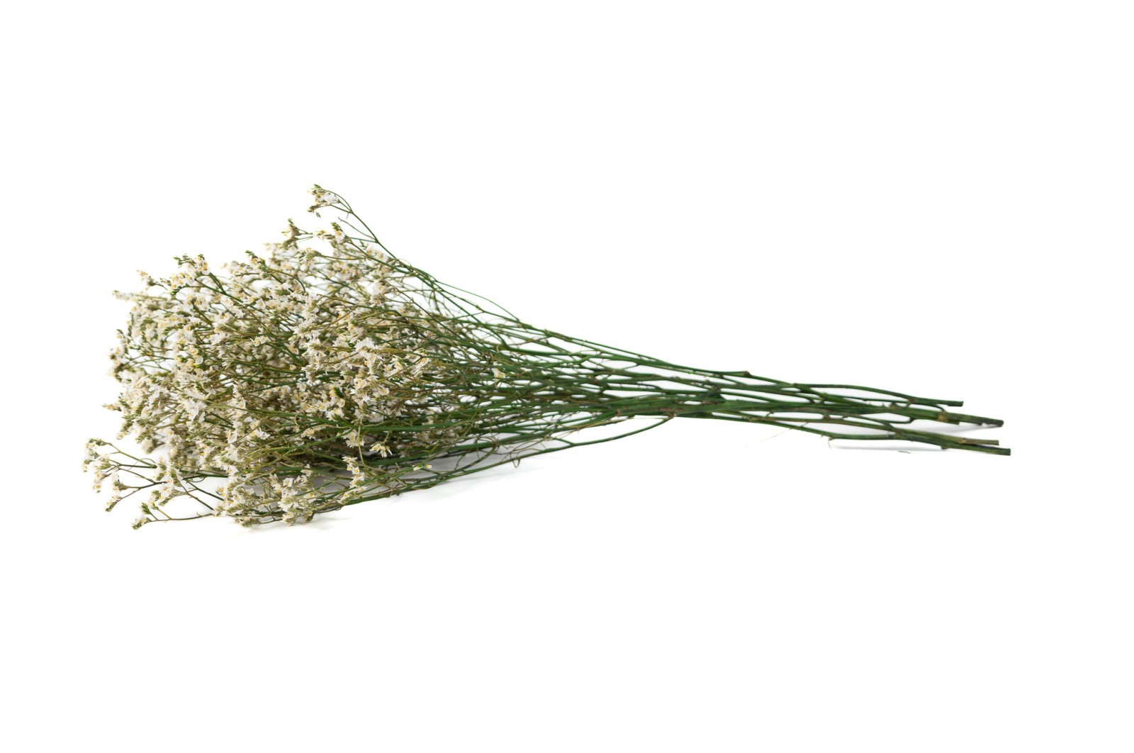 Limonium stabilisé│vente aux pros│Grossiste en végétaux stabilisées
