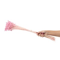 PHOCEALYS │Hill flower sec│vente aux pros│Grossiste en fleurs séchées