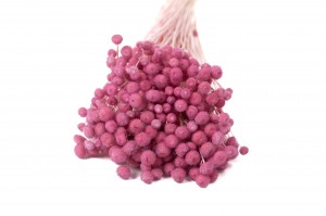 PHOCEALYS │Amarelino sec│vente aux pros│Grossiste en fleurs séchées