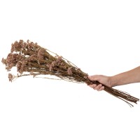Diosmi stabilisé│vente aux pros│Grossiste en végétaux stabilisées