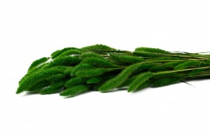 PHOCEALYS│Setaria stabilisé│vente aux pros│Grossiste