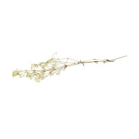 Gypsophile stabilisé│vente aux pros│Grossiste en végétaux stabilisés
