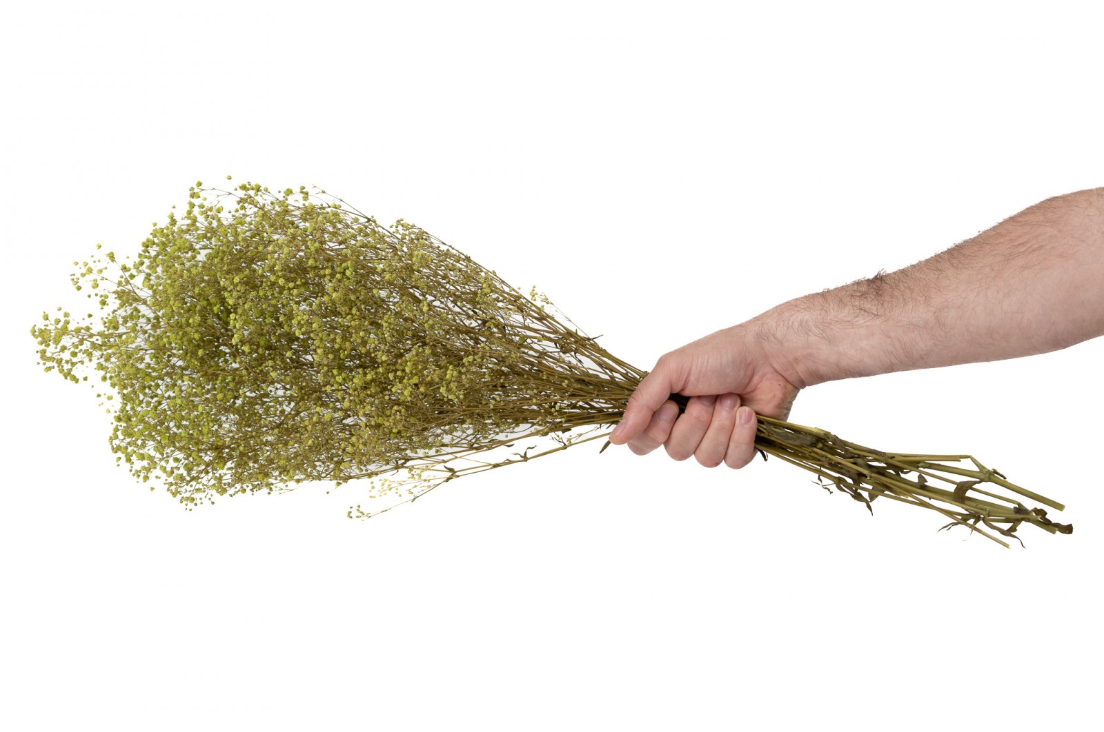 Gypsophile stabilisé│vente aux pros│Grossiste en végétaux stabilisés