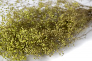 Gypsophile stabilisé│vente aux pros│Grossiste en végétaux stabilisés