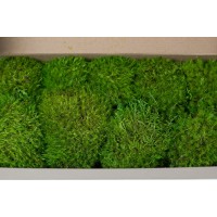 PHOCEALYS│Mousse de Provence stabilisée│vente aux pros│Grossiste