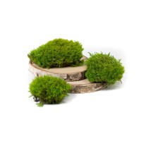PHOCEALYS│Mousse de Provence stabilisée│vente aux pros│Grossiste