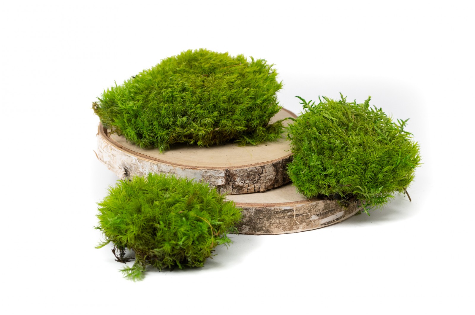 PHOCEALYS│Mousse de Provence stabilisée│vente aux pros│Grossiste