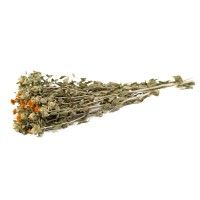 PHOCEALYS │Carthamus sec │vente aux pros│Grossiste en fleurs séchées