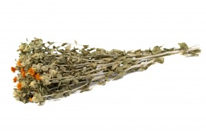 PHOCEALYS │Carthamus sec │vente aux pros│Grossiste en fleurs séchées