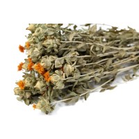 PHOCEALYS │Carthamus sec │vente aux pros│Grossiste en fleurs séchées