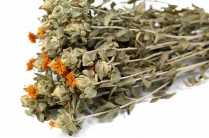 PHOCEALYS │Carthamus sec │vente aux pros│Grossiste en fleurs séchées