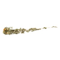 PHOCEALYS │Carthamus sec │vente aux pros│Grossiste en fleurs séchées