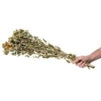 PHOCEALYS │Carthamus sec │vente aux pros│Grossiste en fleurs séchées