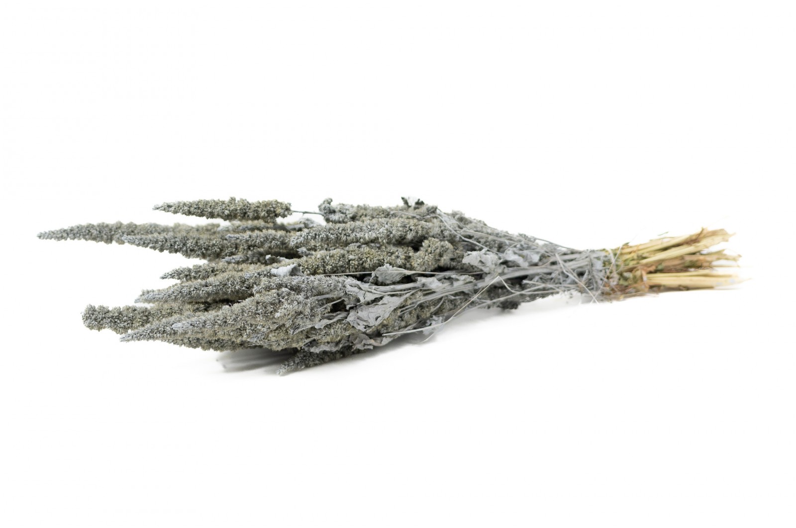 PHOCEALYS│Amarante sèche│vente aux pros│Grossiste en fleurs séchées