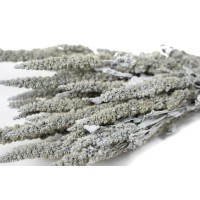 PHOCEALYS│Amarante sèche│vente aux pros│Grossiste en fleurs séchées