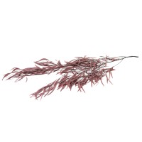 PHOCEALYS│Eucalyptus nicoly stabilisé │vente aux pros│Grossiste