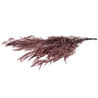 PHOCEALYS│Eucalyptus nicoly stabilisé │vente aux pros│Grossiste