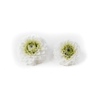 PHOCEALYS│Dahlia stabilisé│vente aux pros│Grossiste