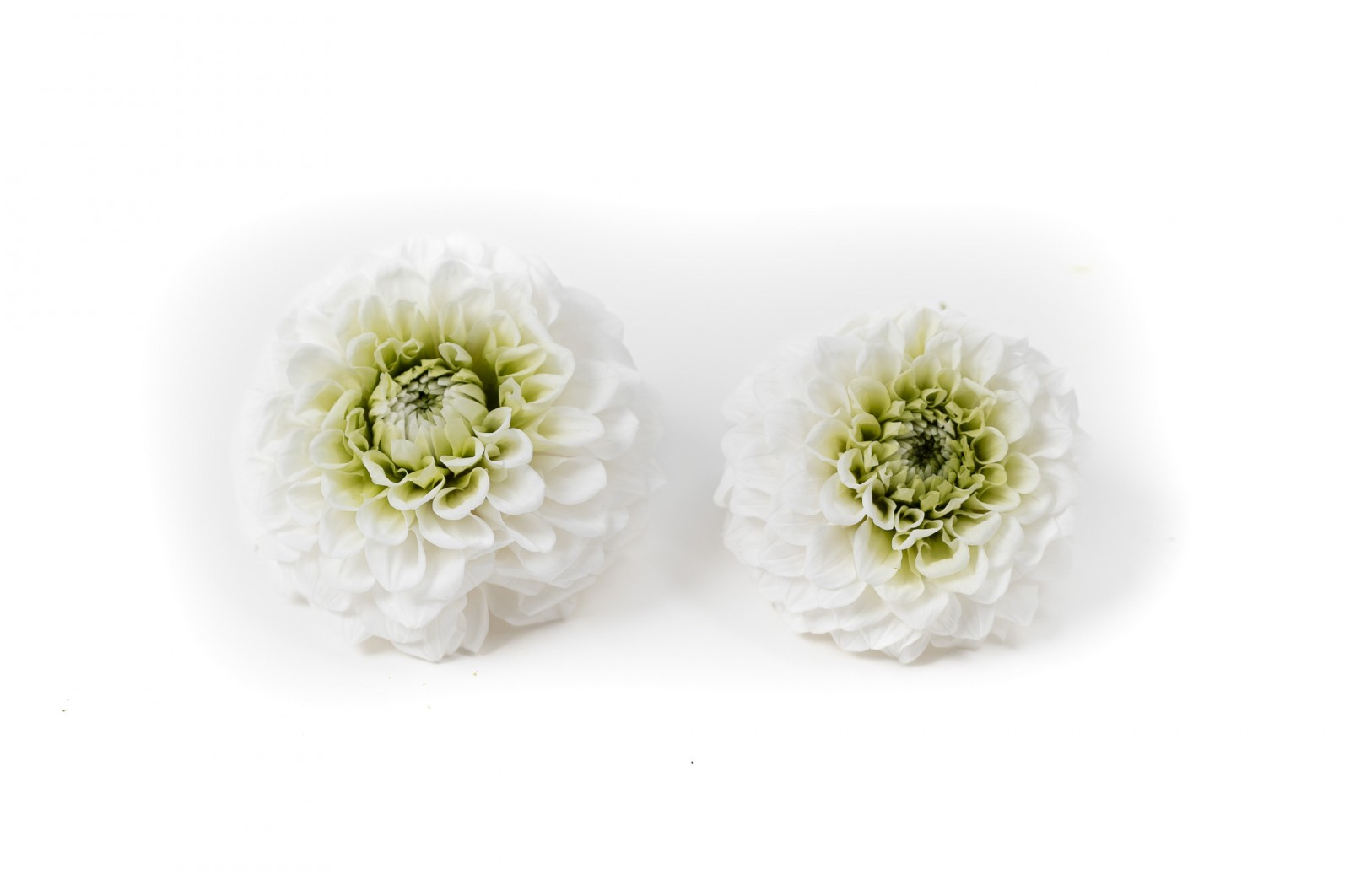 PHOCEALYS│Dahlia stabilisé│vente aux pros│Grossiste