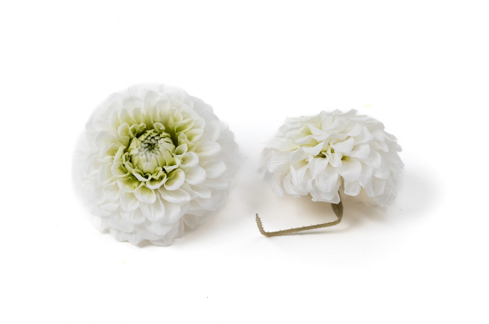 PHOCEALYS│Dahlia stabilisé│vente aux pros│Grossiste