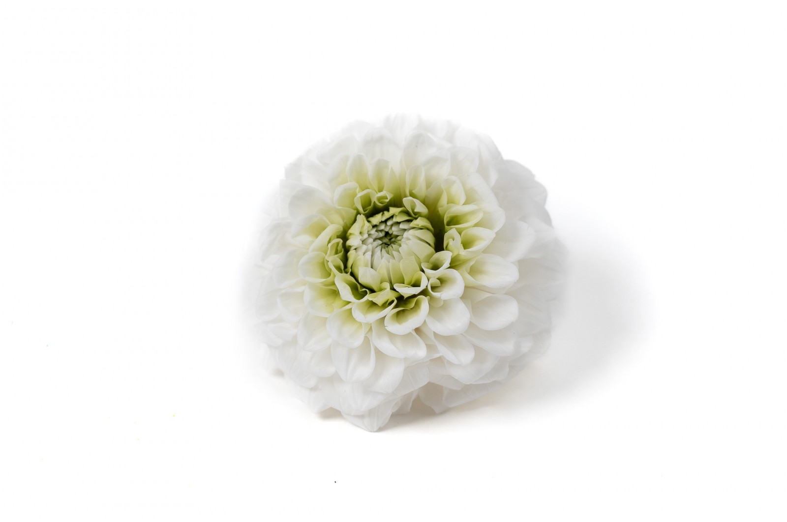 PHOCEALYS│Dahlia stabilisé│vente aux pros│Grossiste
