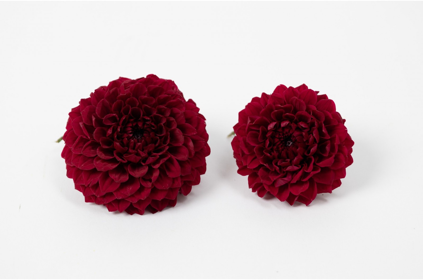 PHOCEALYS│Dahlia stabilisé│vente aux pros│Grossiste