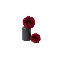 PHOCEALYS│Dahlia stabilisé│vente aux pros│Grossiste
