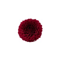 PHOCEALYS│Dahlia stabilisé│vente aux pros│Grossiste