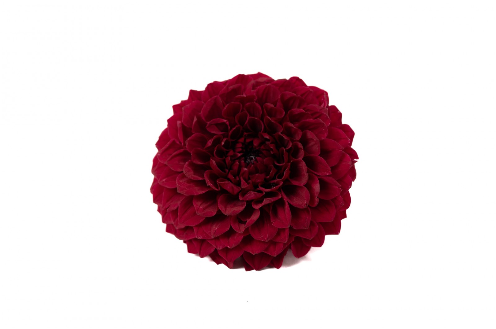 PHOCEALYS│Dahlia stabilisé│vente aux pros│Grossiste