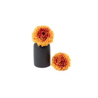 PHOCEALYS│Dahlia stabilisé│vente aux pros│Grossiste