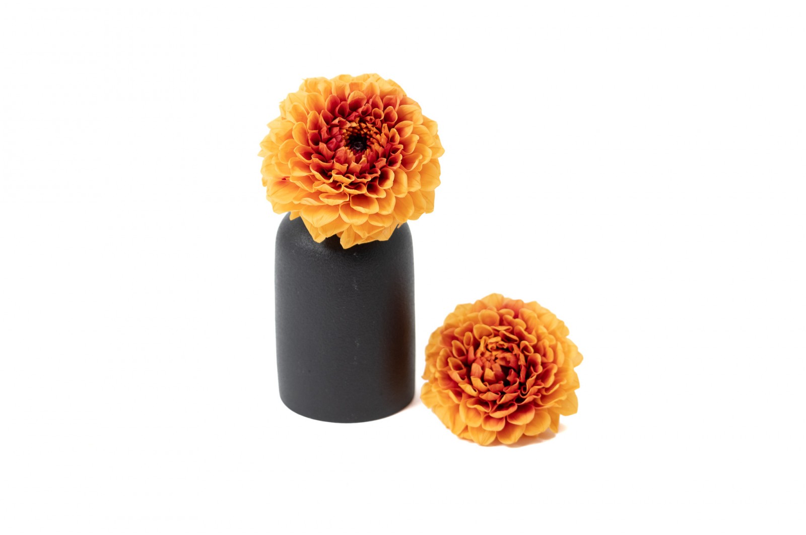 PHOCEALYS│Dahlia stabilisé│vente aux pros│Grossiste