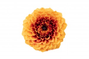 PHOCEALYS│Dahlia stabilisé│vente aux pros│Grossiste